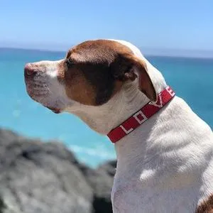 LOVE Pet Collar - Red - Love Is Project