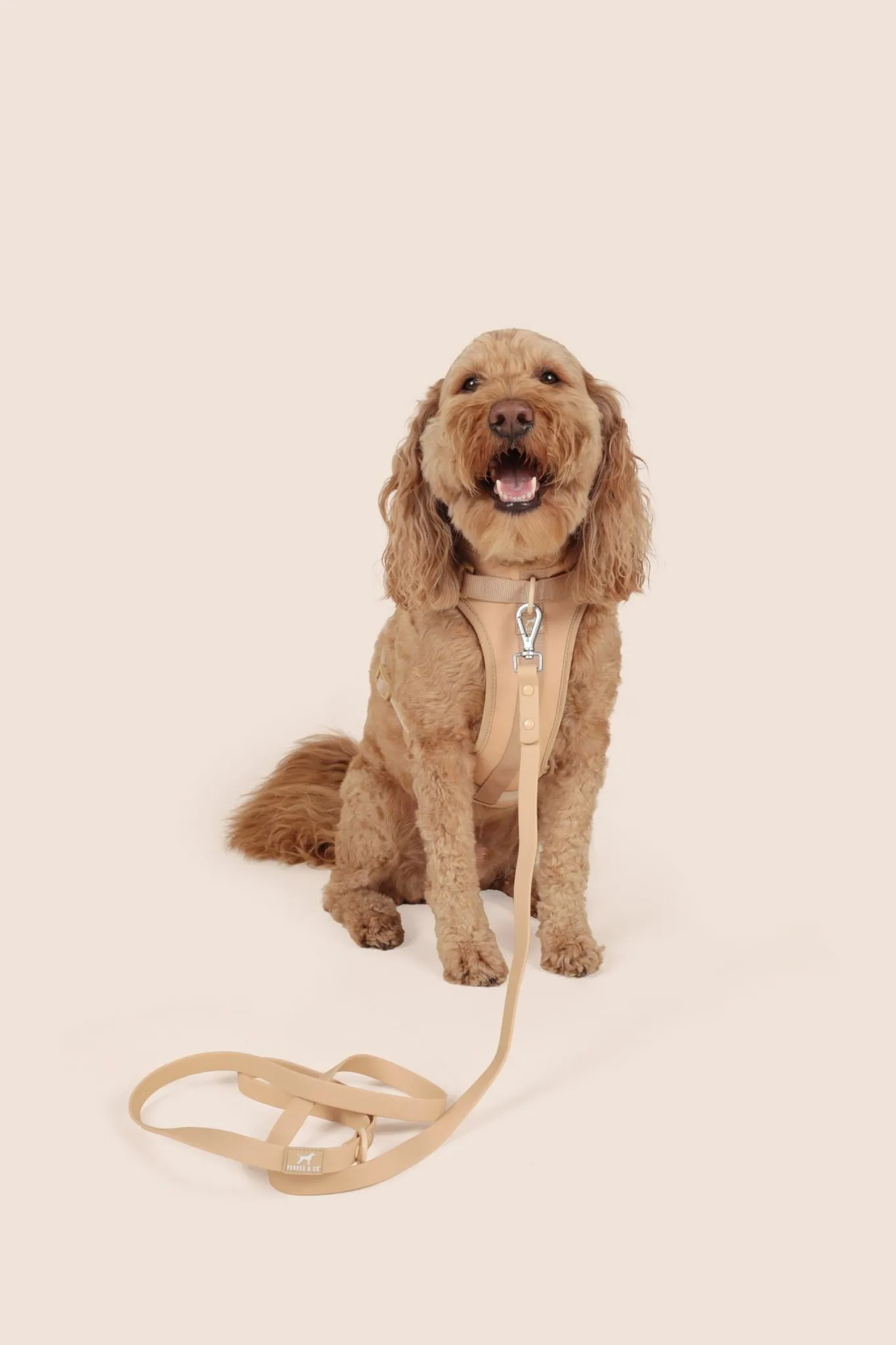Solace Adjustable Dog Harness