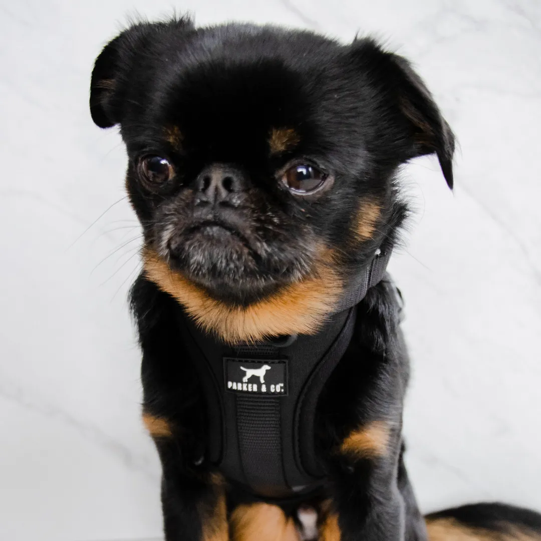 Solace Adjustable Dog Harness