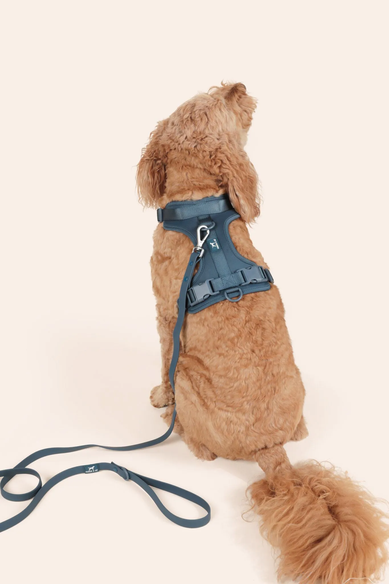 Solace Adjustable Dog Harness